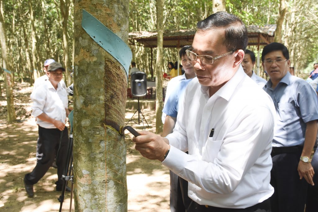 Cao su Hòa Bình phấn đấu khai thác vượt 100 tấn mủ trong năm 2022
